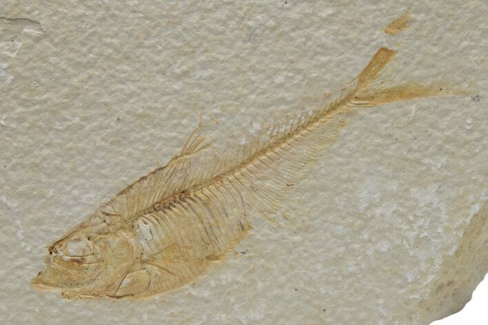 Fossil Fish (Diplomystus) - Green River Formation #224654